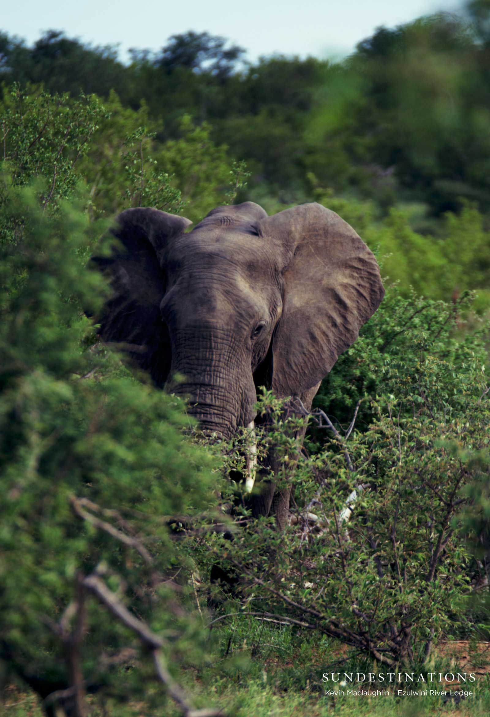Elephant in the Bushveld