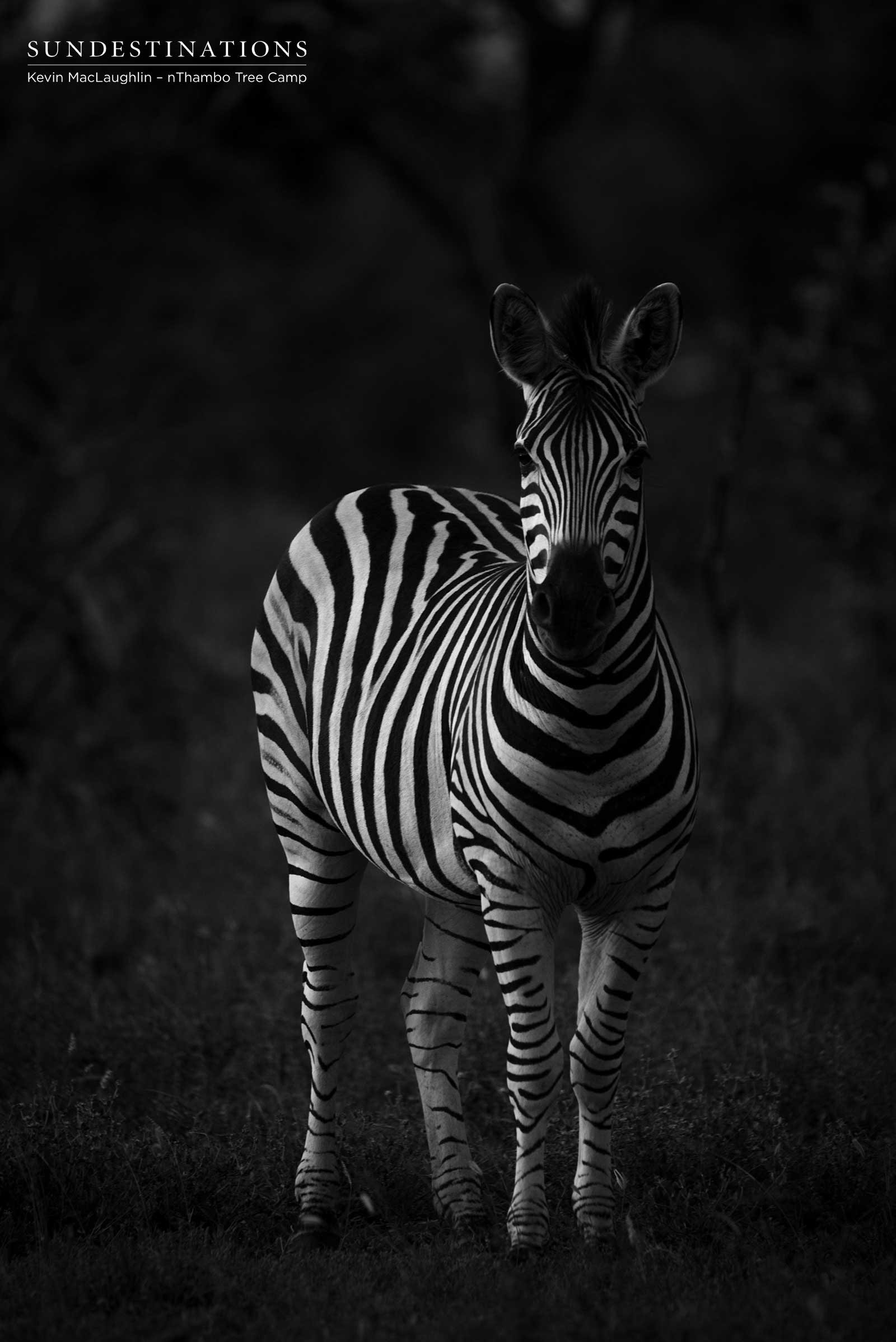 Zebra in the Klaserie