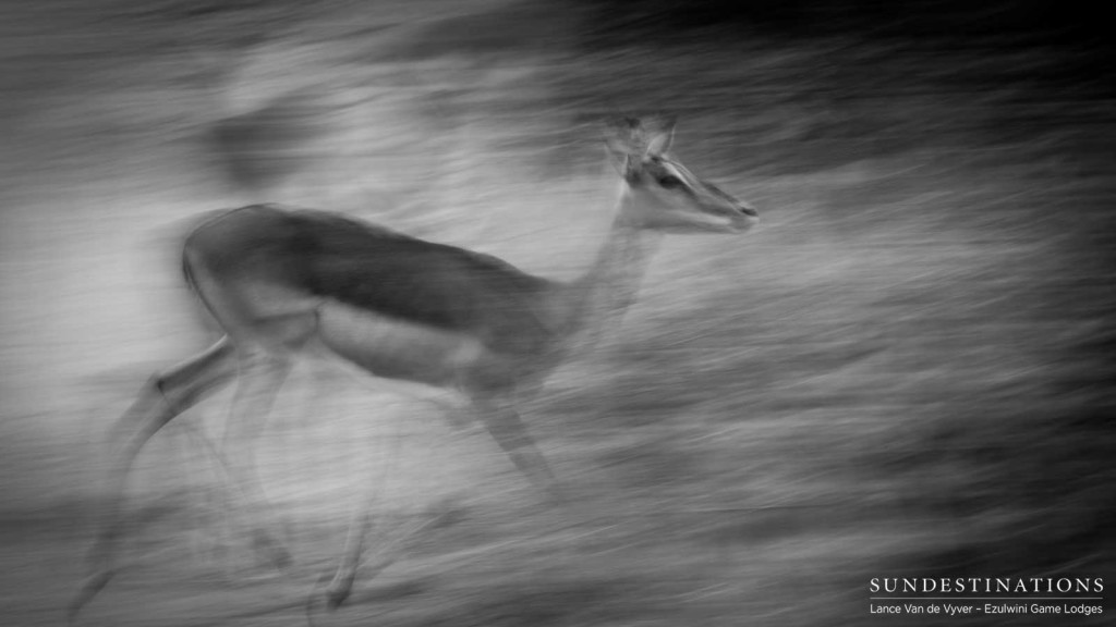 Life in the fast lane as one of Africa's most successful antelope species