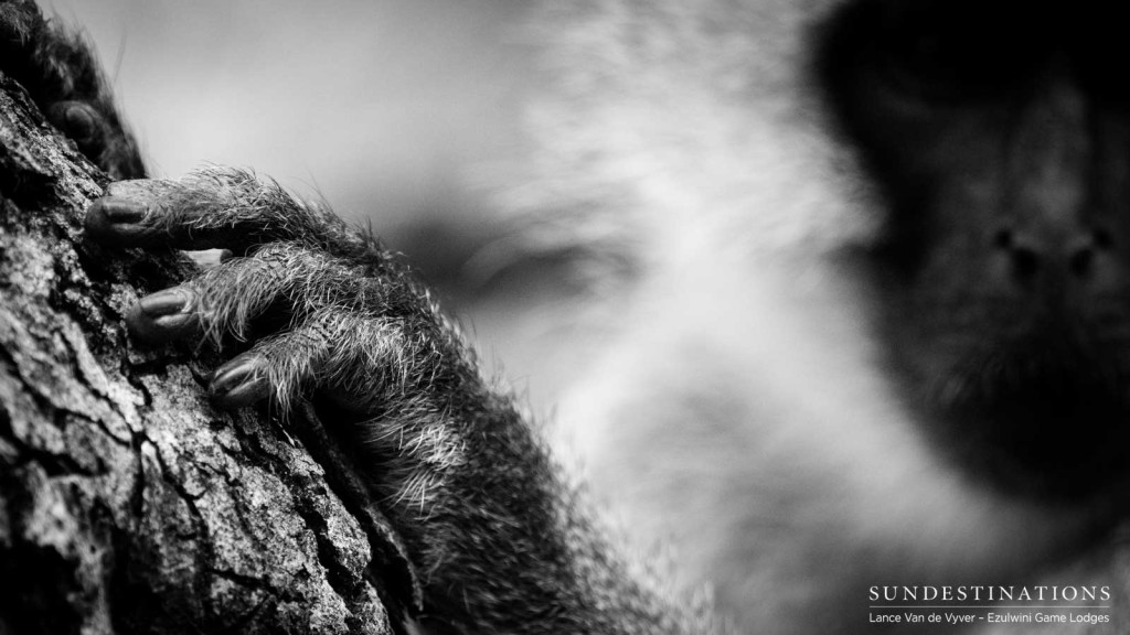 The dextrous finders of a vervet monkey