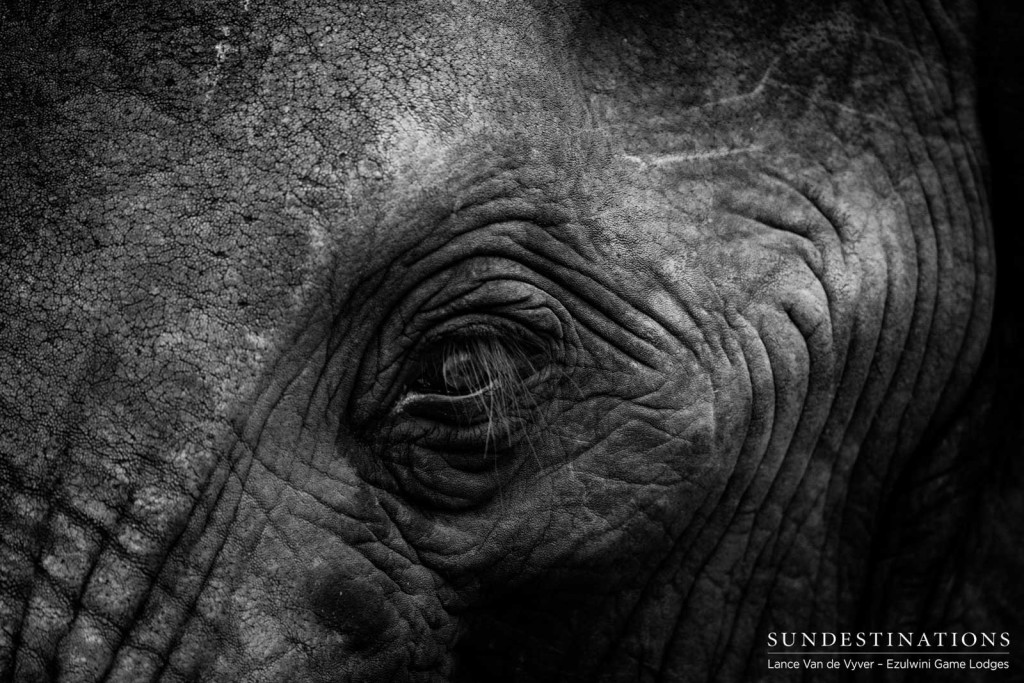 An elephant's eye, resembling the aged centre of a tree trunk; such a soul and majesty within