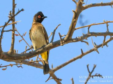 Guest travel blogger Mike McCaffrey (Nomadic by Nature) visited Tuskers Bush Camp and documented his journey with words and images. Tuskers Bush Camp is that quiet little place in the bush that birders seek. Just sitting on the couch overlooking the waterhole there are yellow-billed hornbills, red-eyed bulbuls, and crimson boubous drinking water and hunting […]