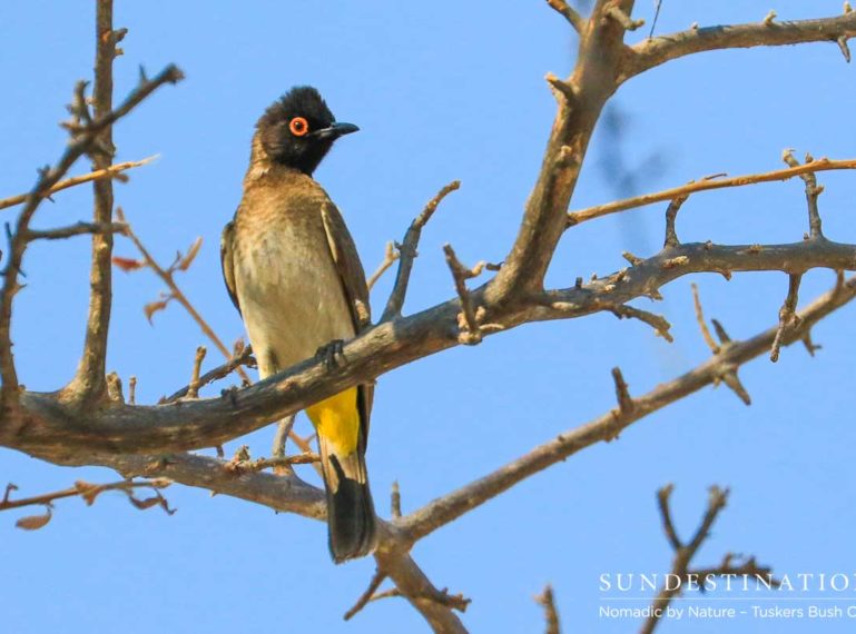 Guest Blog : Twitching at Tuskers Bush Camp