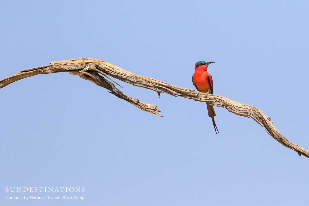 Carmine Bee Eater Tuskers