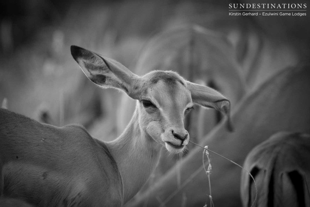 Starting out in the bush, full of oversized ears and lessons in life