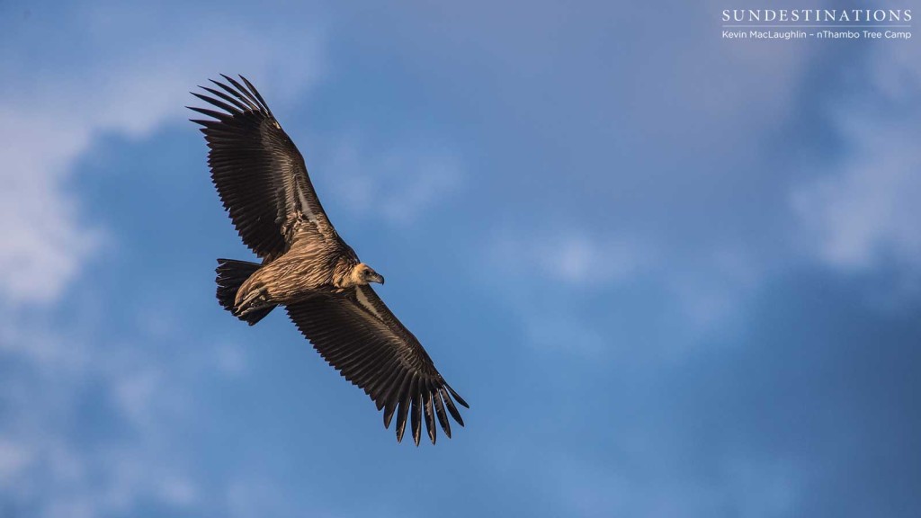 A white-backed vulture soars, wings outstretched and stark against the Big Blue