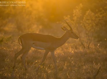 Another week of golden mornings, rose-tinted evenings, and humid summer days spent sipping something cold and allowing an afternoon siesta to take its course has passed us by. The hours just after dawn are well worth waking up for in the bush, where a world of unpredictable wildlife activity awaits. The sunrise spills its light […]