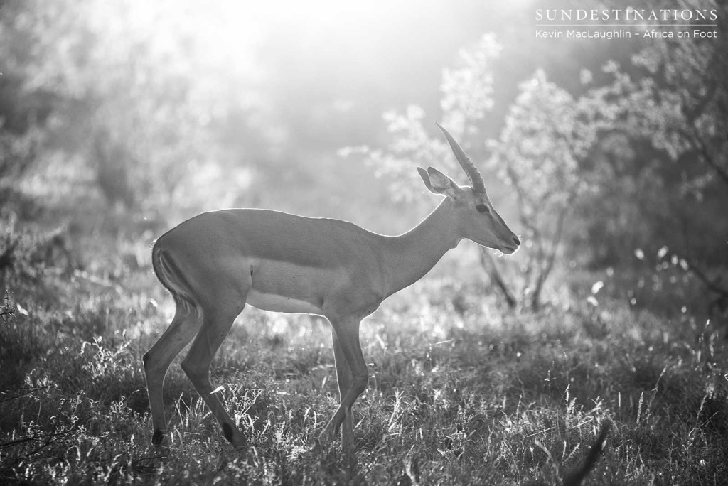 Impala rams are beginning to rut once again, and we are seeing and hearing the territorial behaviour all over the place