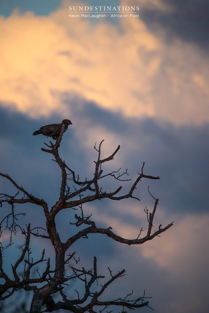 A brown snake eagle silhouetted against a fiery sky