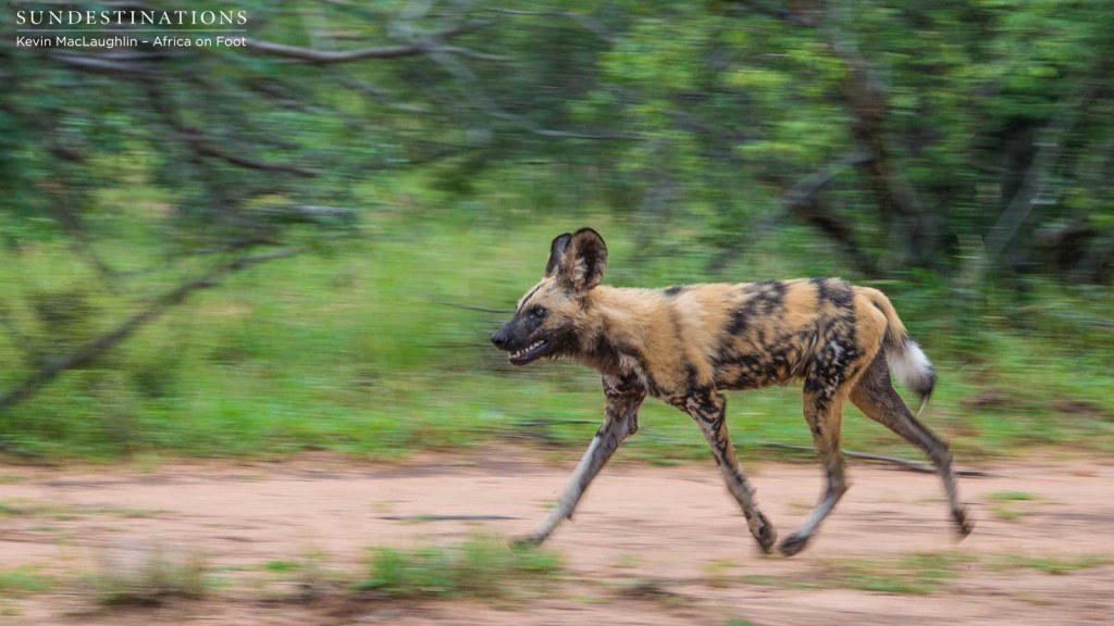 Summer time hunting with a pack of African wild dogs