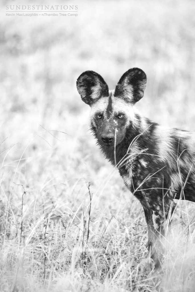 Black and white portrait of a painted wolf