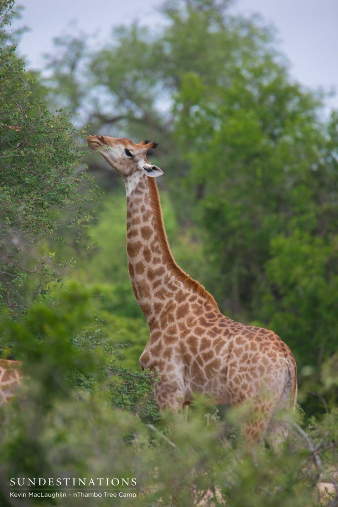 Feasting on the leaves out of reach of any other terrestrial mammal