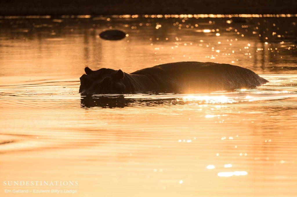 A hippo bathes in a sunlit waterhole at dusk