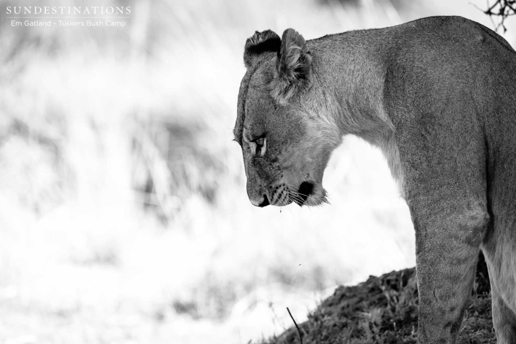 Queen of the Moremi, resting with her brood