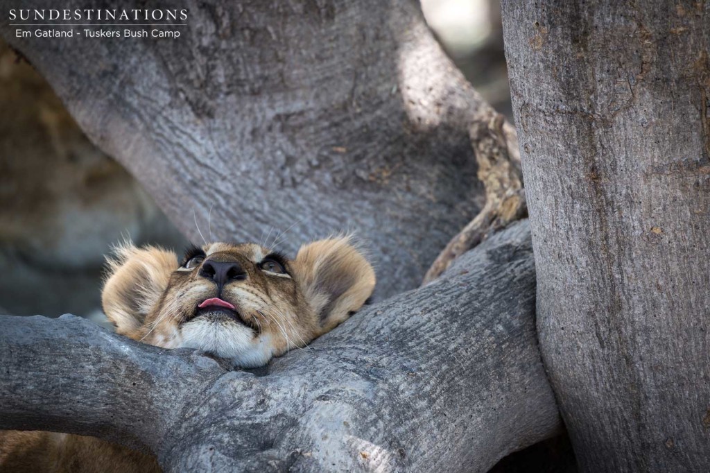 Future king of the Moremi gazing contemplatively into the tree canopy