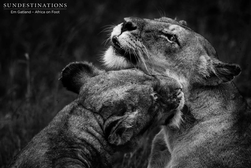 The sisterly bond between the Ross Breakaway lionesses, captured in black and wihite