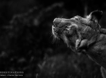 Anyone who has spent days, months, or years traversing the arid landscapes and swamp-like wetlands of Africa will tell you that it all comes down to luck of the draw. Astonishing wildlife moments occur unpredictably and without warning. You might be in the right place at the right time to see a leopard leaping metres […]