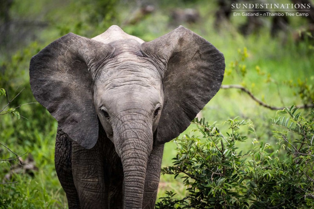 A young member of the herd picking up the pace to keep up with the rest