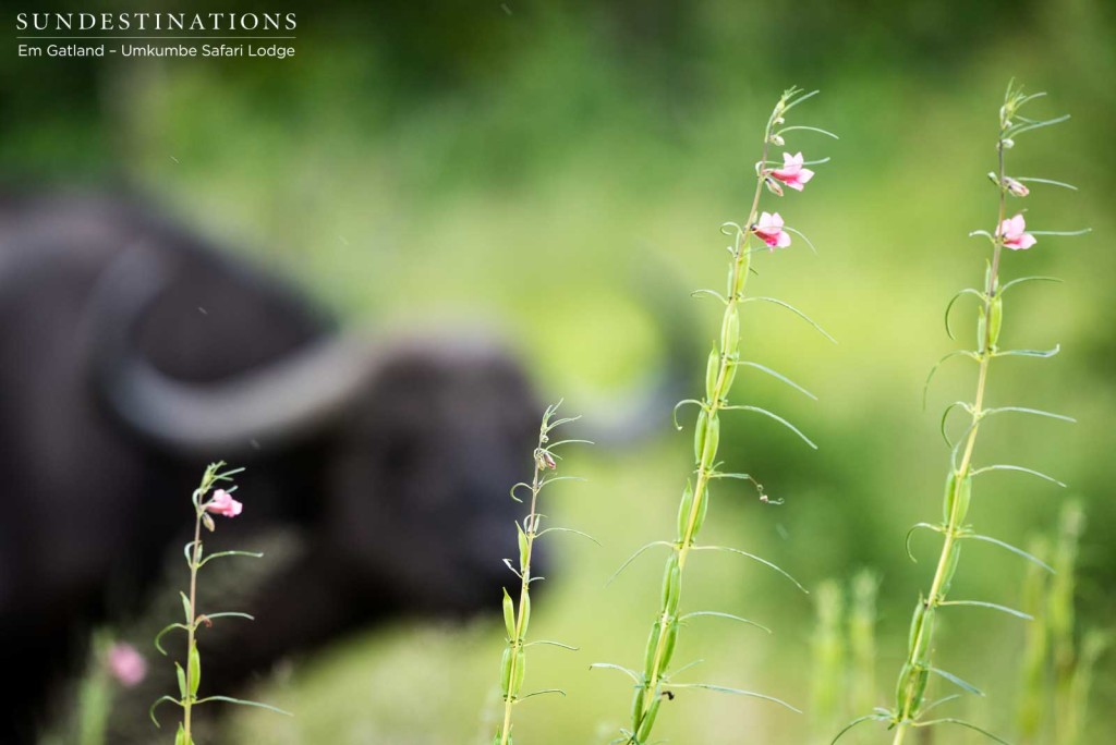 A buffalo, outshone by one of summer's prettiest weeds
