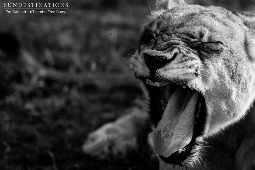 A Ross Breakaway lioness exposes her unusual, toothless dentistry with a big yawn