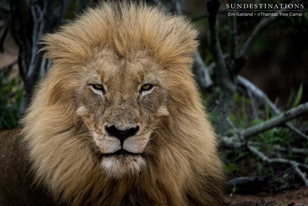 Duma, meaning 'thunder', looks every inch a king with his famous mane in pristine condition