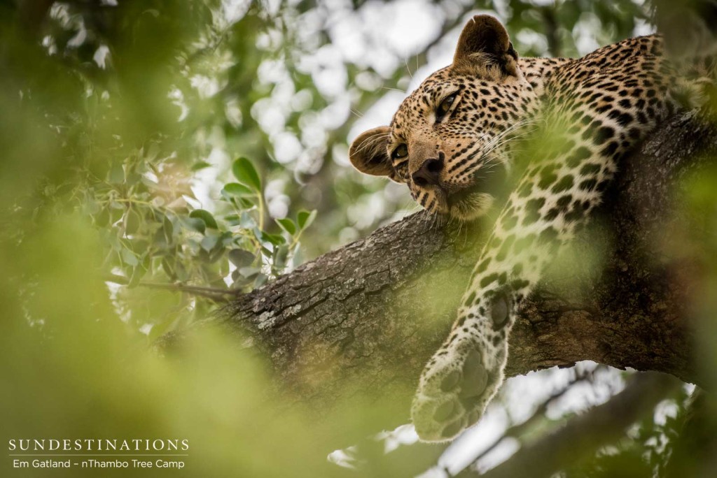 Bundu, young male leopard, relaxes indulgently in the cradle of a marula tree