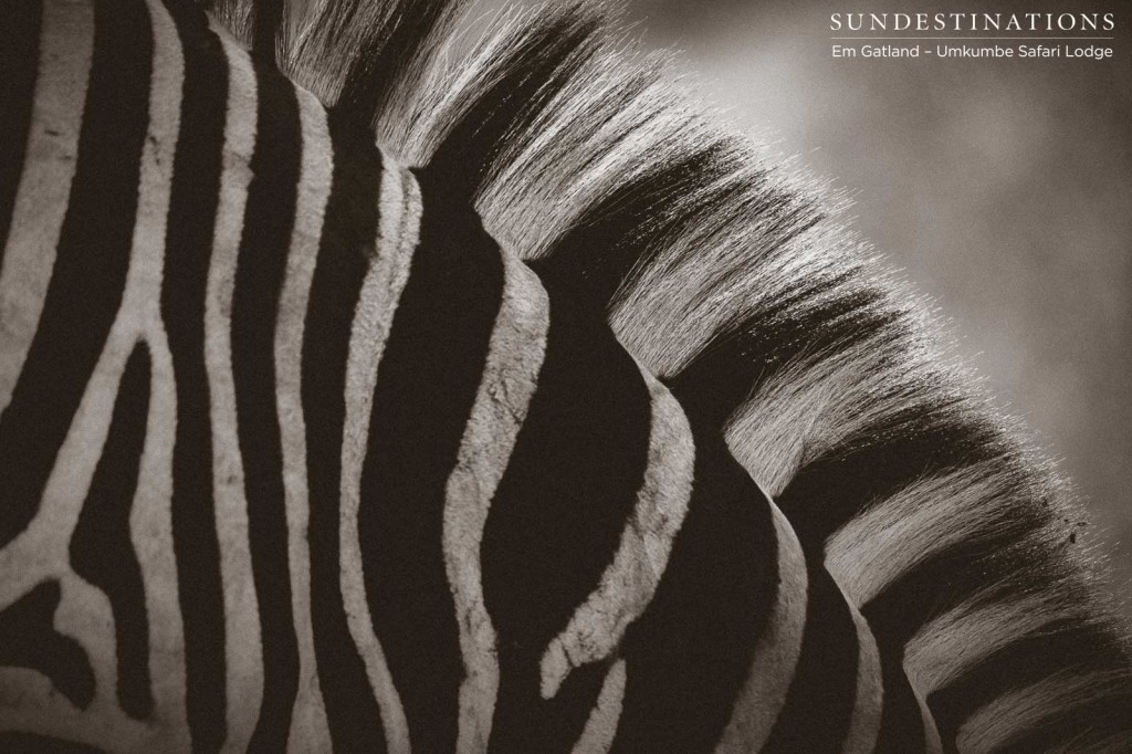 Perfect monochrome in the details of a zebra's mane