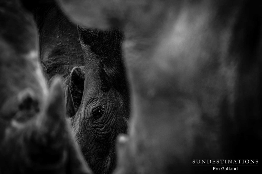 Remembering Rhinos