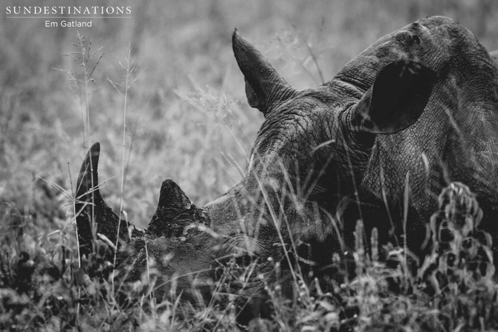 Remembering Rhinos