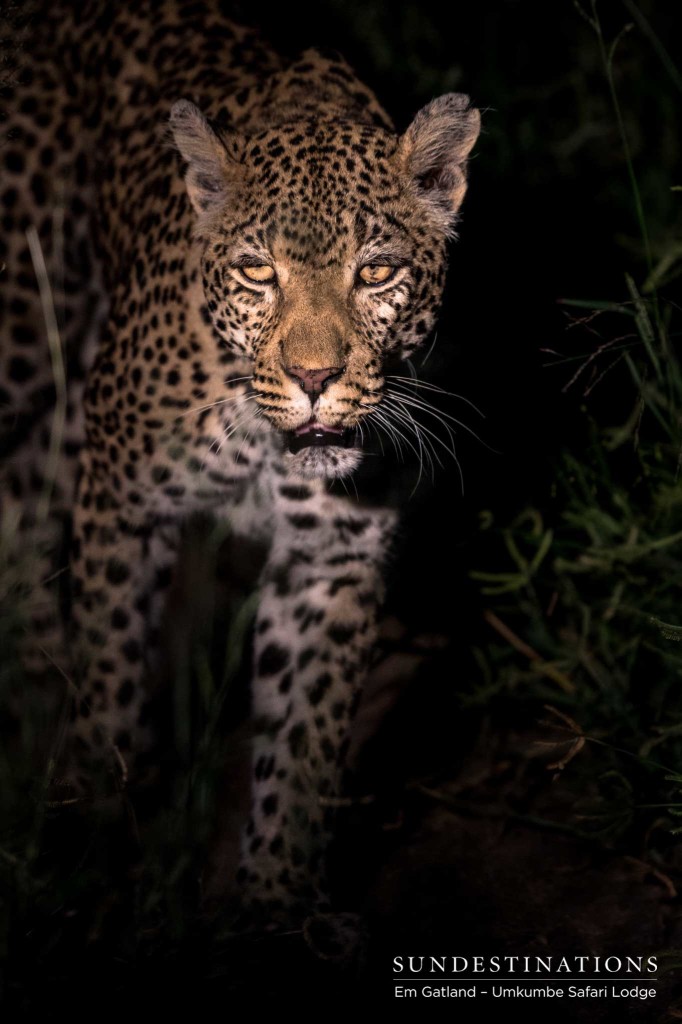 White Dam, familiar with her adoring fans, struts passed the game viewer after giving up on an impala hunt