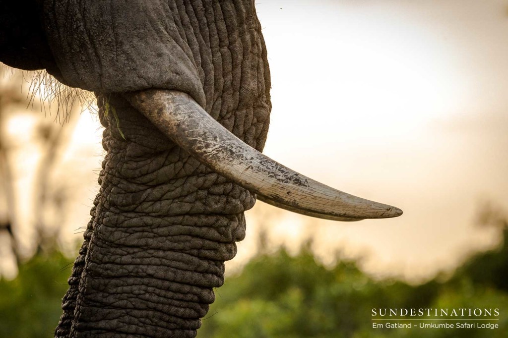 Earth's greatest land mammal, up close and personal