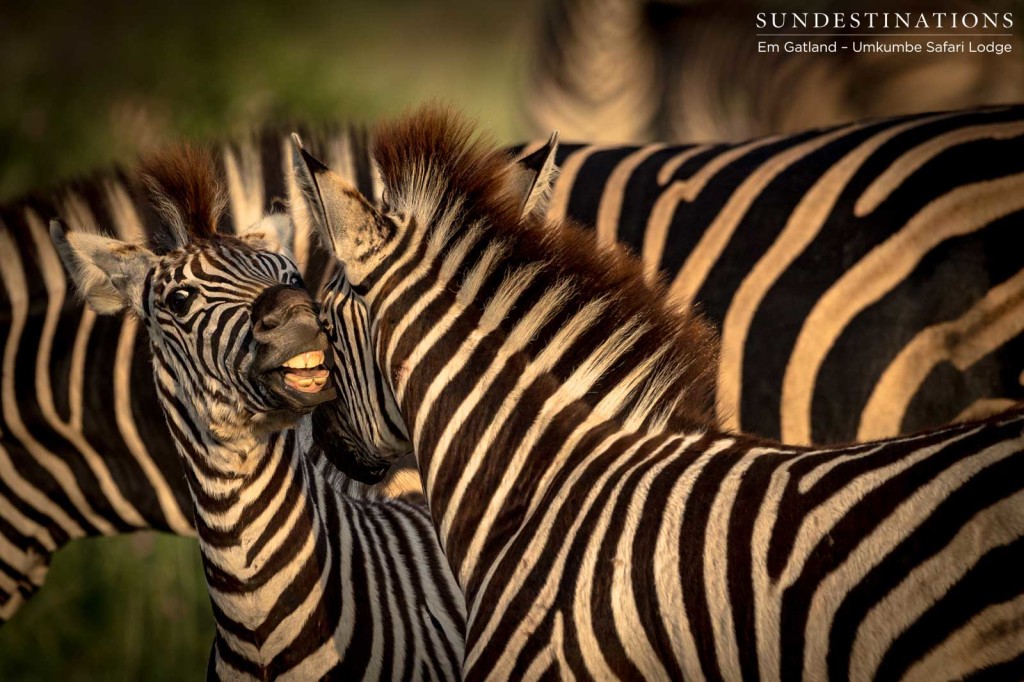 All teeth and stripes in this convivial zebra gathering in the morning's glow