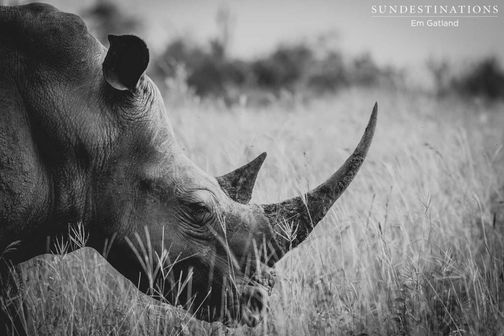 Remembering Rhinos