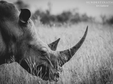 Gusts of breath released through the leathery nostrils of a white rhino send swirls of dust into the air, as her head hangs low to the ground. She is designed to graze, to shear the grass with her tough lips and flat, textured molars. The weight of her head is supported by her mighty neck […]