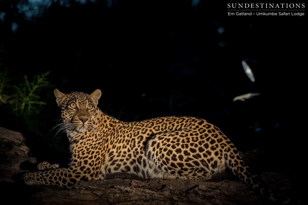 Tatowa's unmistakable eyes focus on a flurry of movement in the darkness