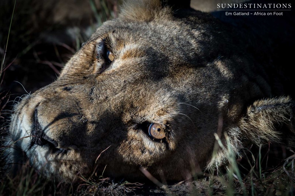 Eye level with a dozing lioness