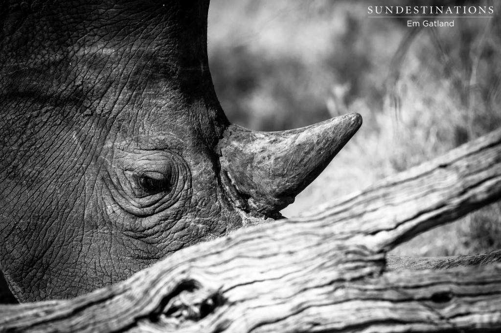 Remembering Rhinos