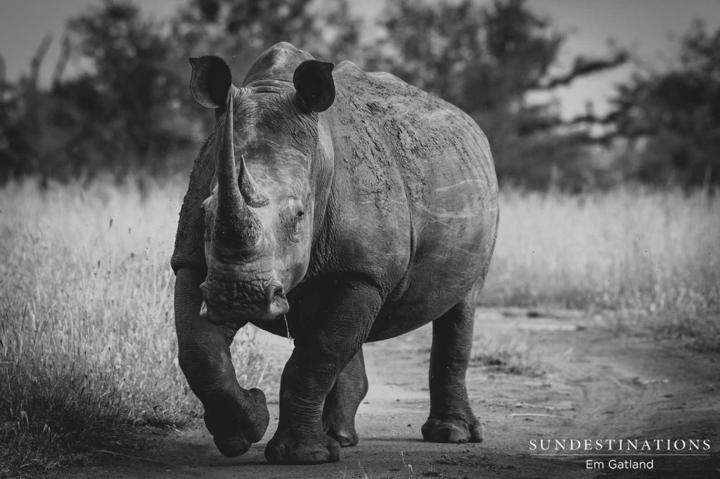 Remembering Rhinos