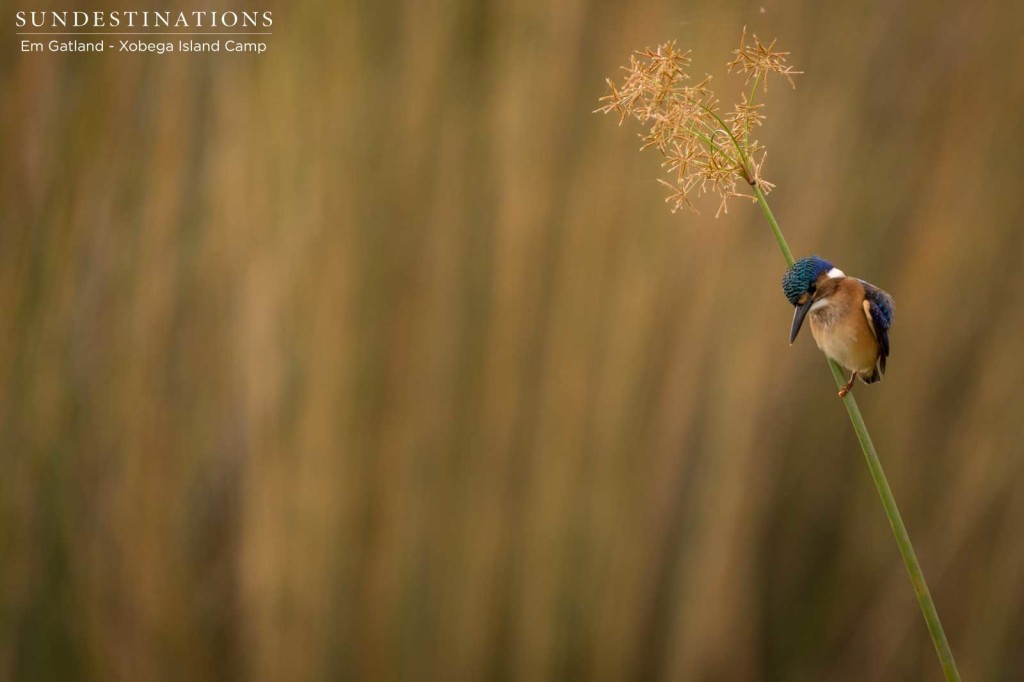 A half-collared kingfisher gazes determinedly into the shallows of a Delta stream