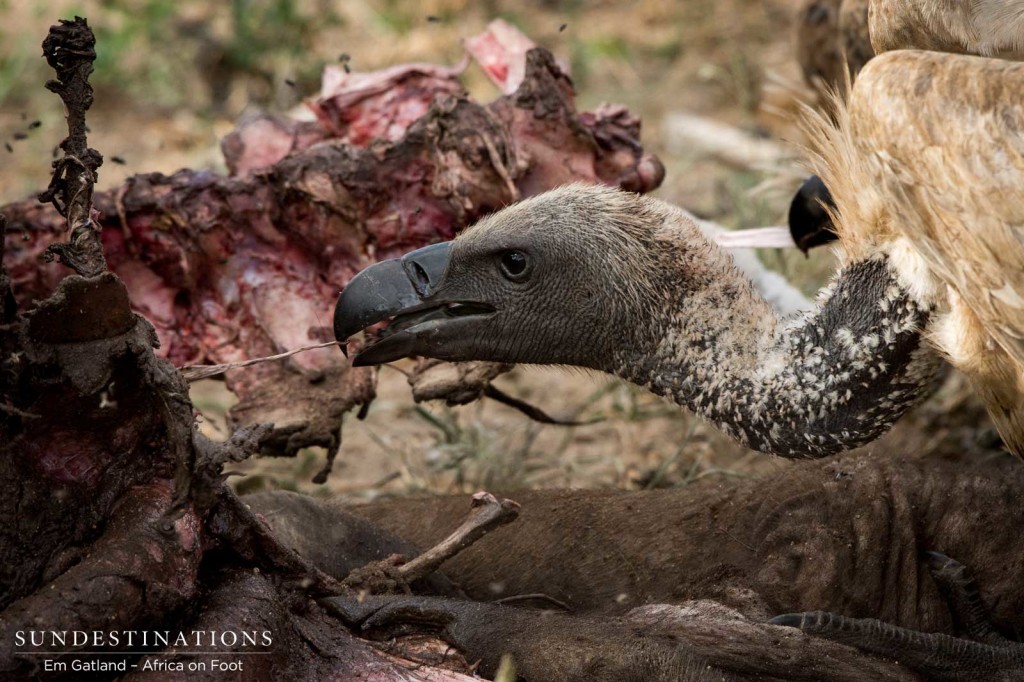 Vultures digging in to the carcass