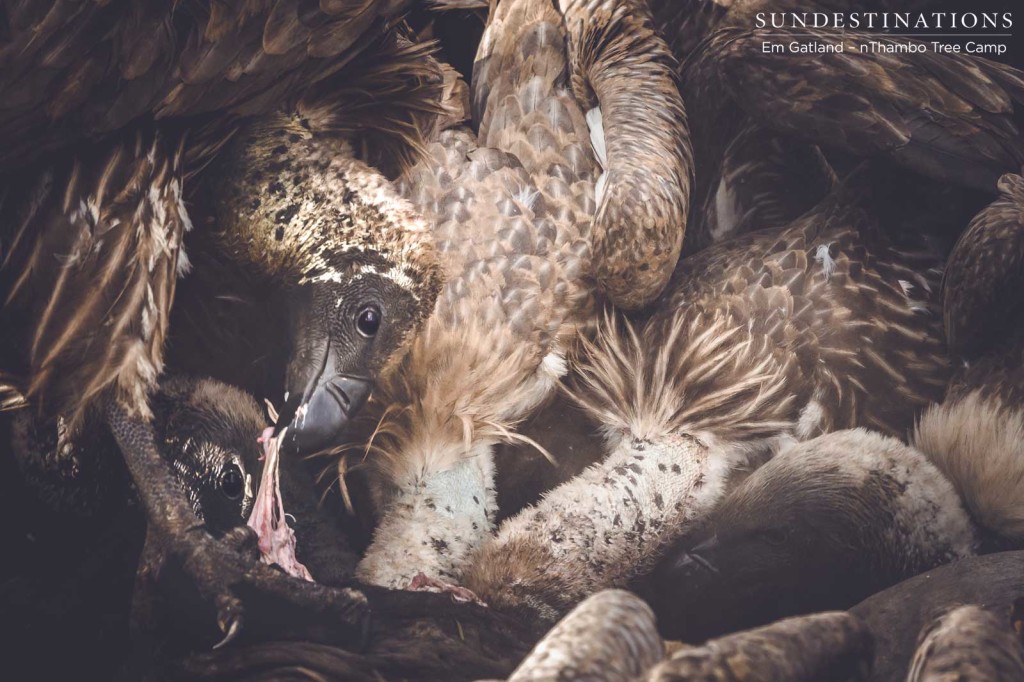 Vultures digging in to the carcass