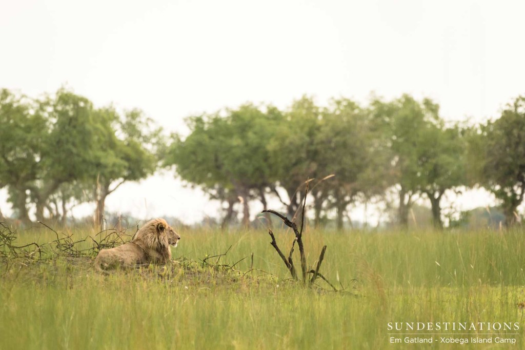 A king surveying his kingdom. Moremi.