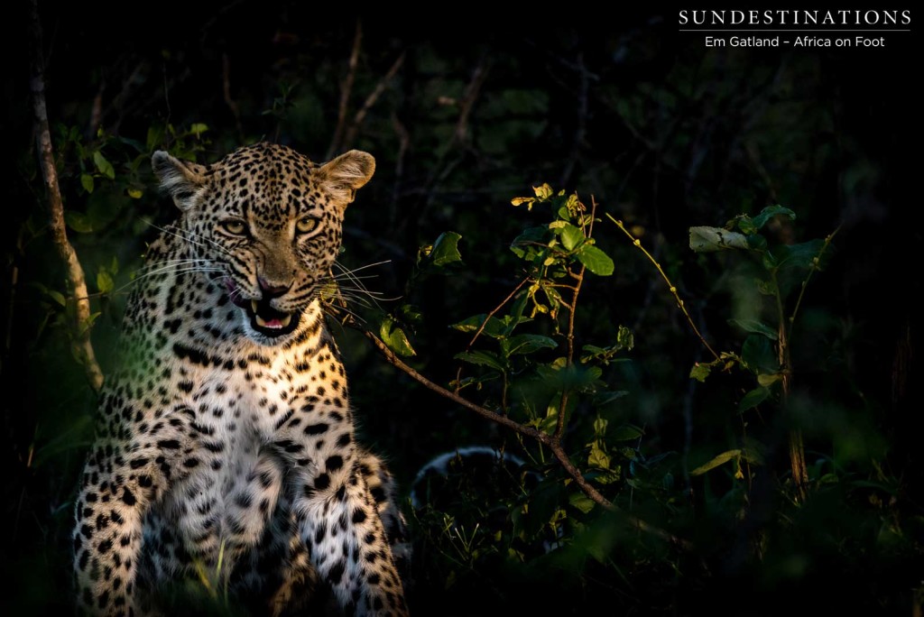 Confident attitude portrayed in this mother leopard's face as she finishes off a meal