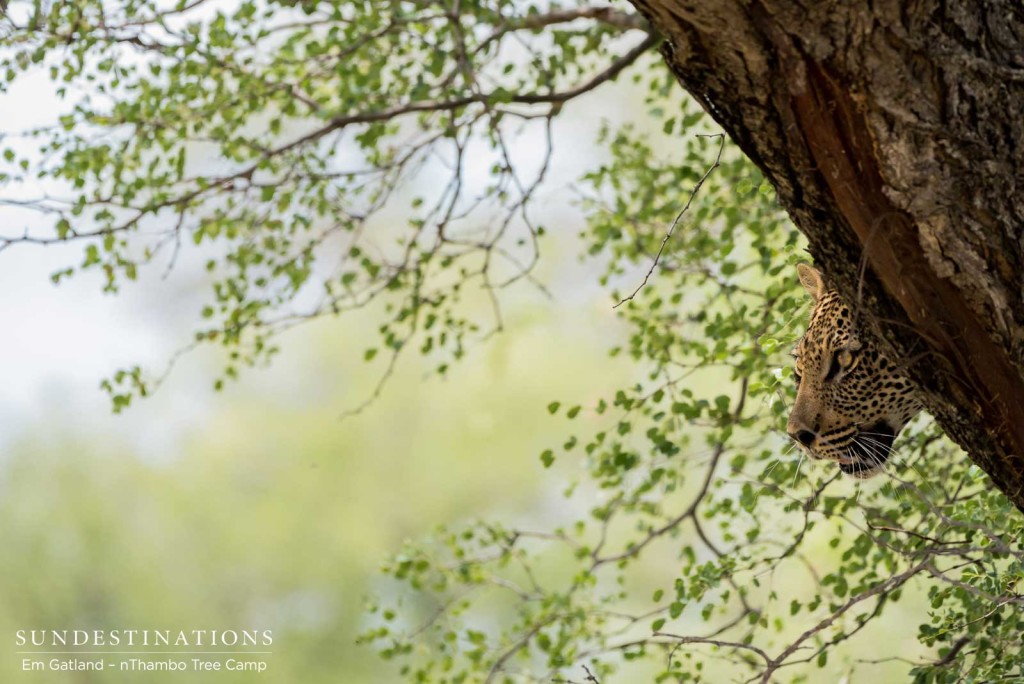 A leopard peers cautiously from the safety of a knobthorn tree