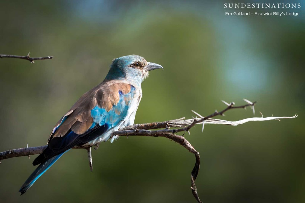 A European roller perches, showing off its cinnamon-dusted, folded wings