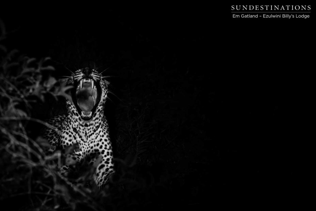 A leopard on a lazy night