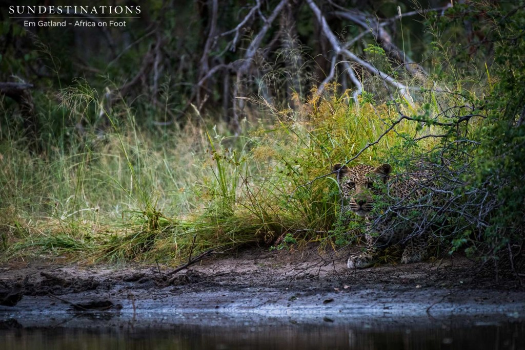 Young Bundu emerges from the greenery to sneak a drink