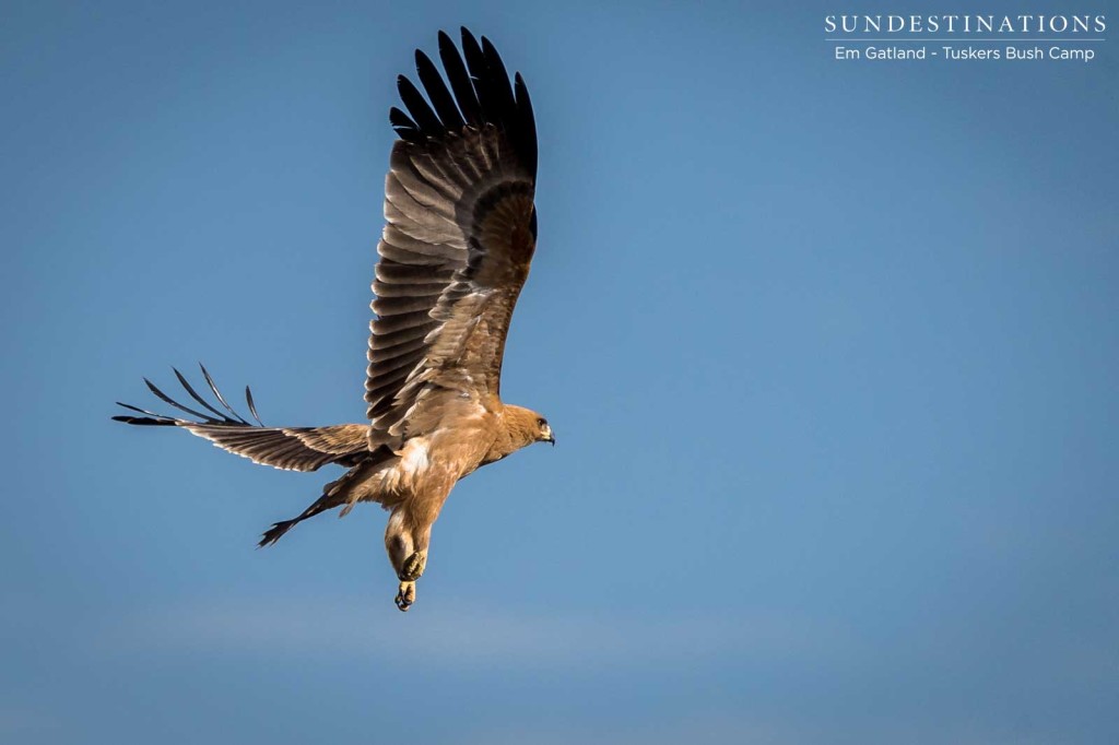 A tawny eagle takes off in an elegant display of feather work