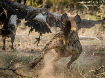 Fantastic predator action in the Klaserie this weekend with the presence of the Mapoza male lions who took down a buffalo and began to feast on Friday morning. These coalition brothers are in great condition, and it was a wild and raw experience to watch them tucking in to their kill gruesomely. When we arrived […]