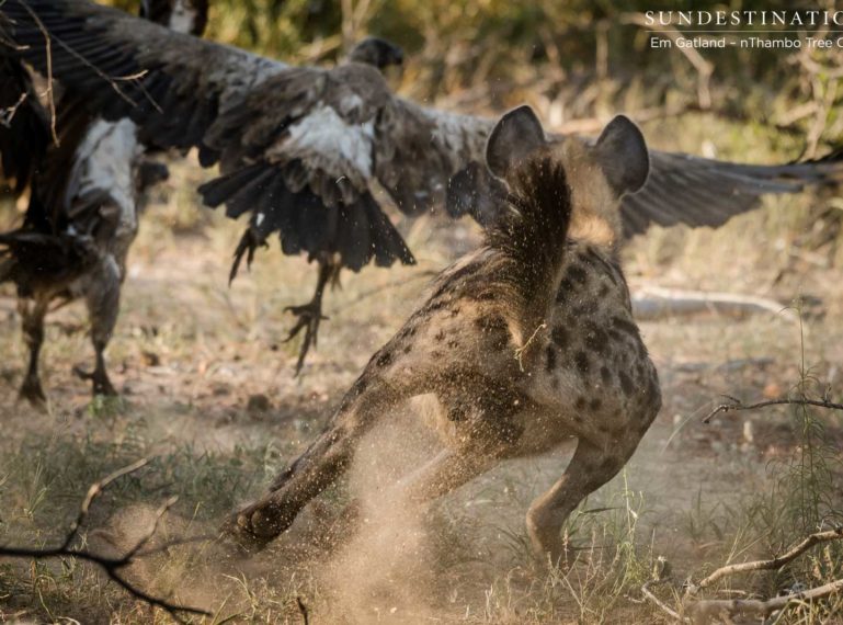 Lion Kill Taken Over in Hyena & Vulture Frenzy!